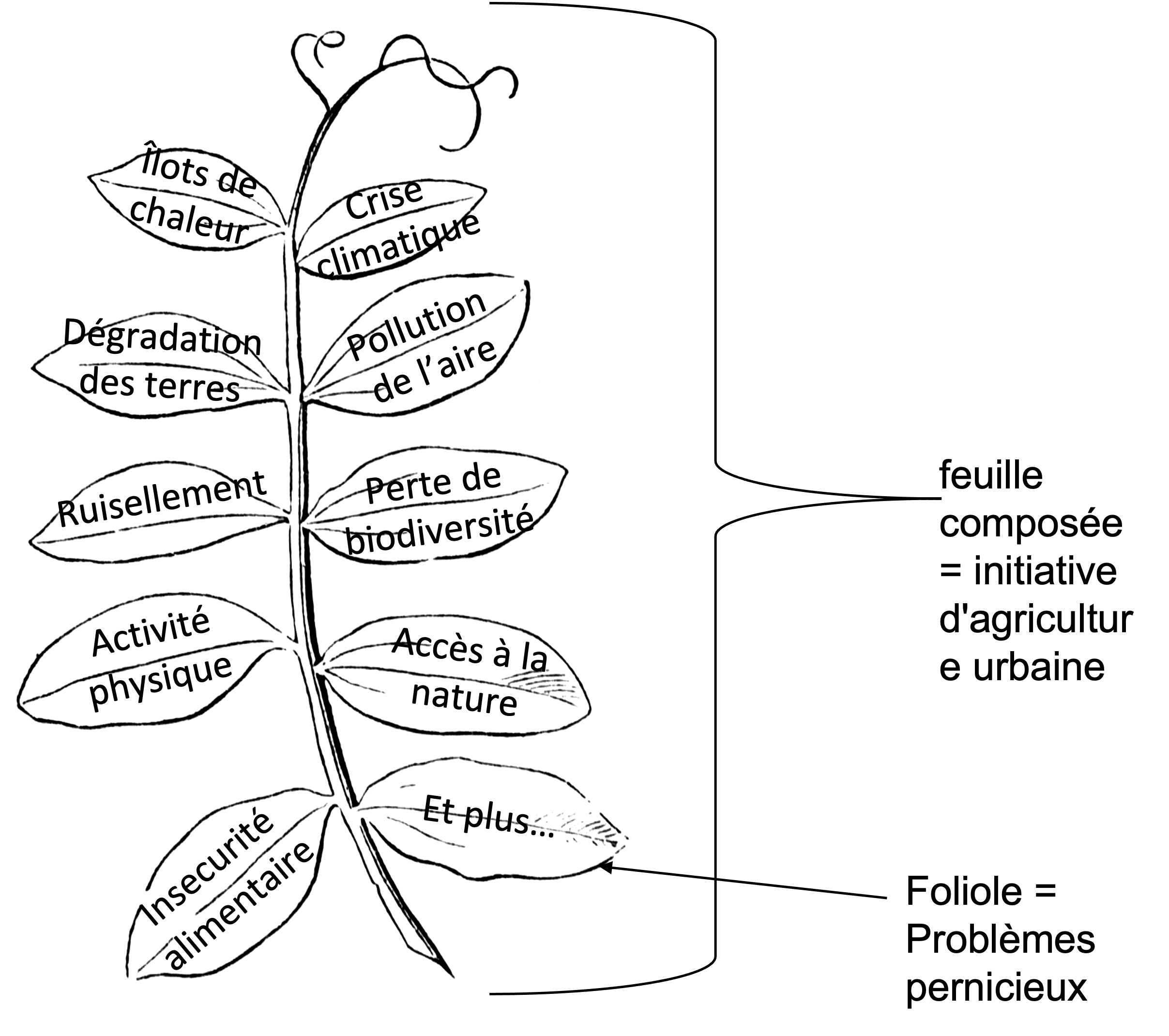 Figure 1 feuille composee2