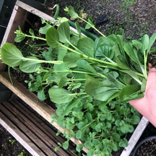 bok choy